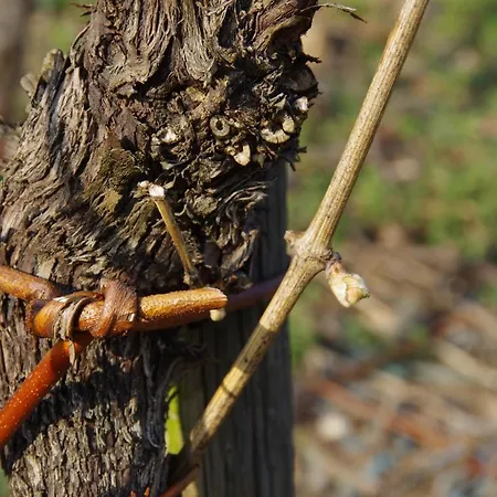 Отель Weingut Weich *
