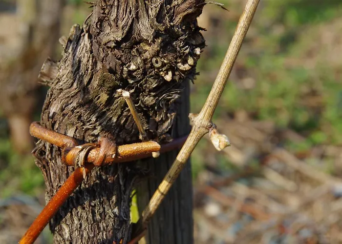 מלון Weingut Weich *